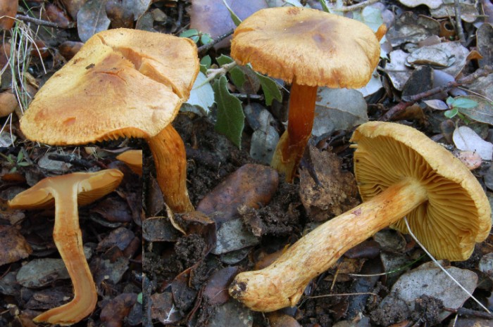 Cortinarius sec. Limonei da determinare